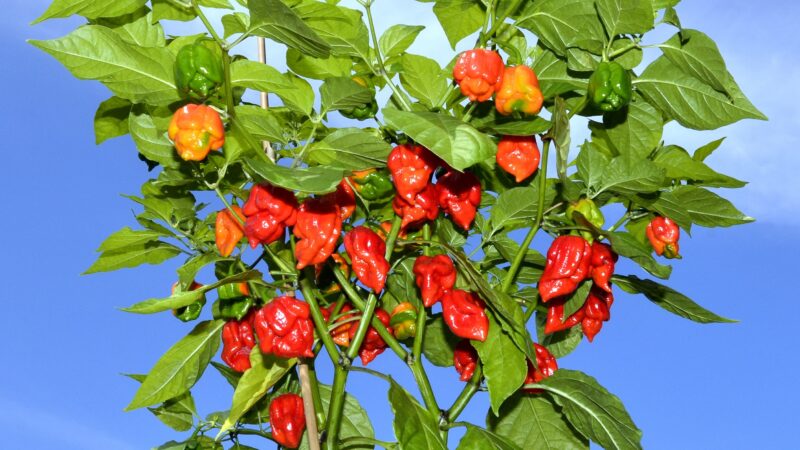 ‘Dolorosamente quente’: conheça Carolina Reaper, a pimenta mais ardida do mundo