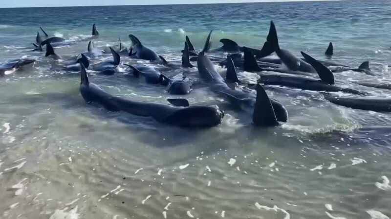 VÍDEO: Mais de 100 baleias-piloto encalham em praia turística da Austrália