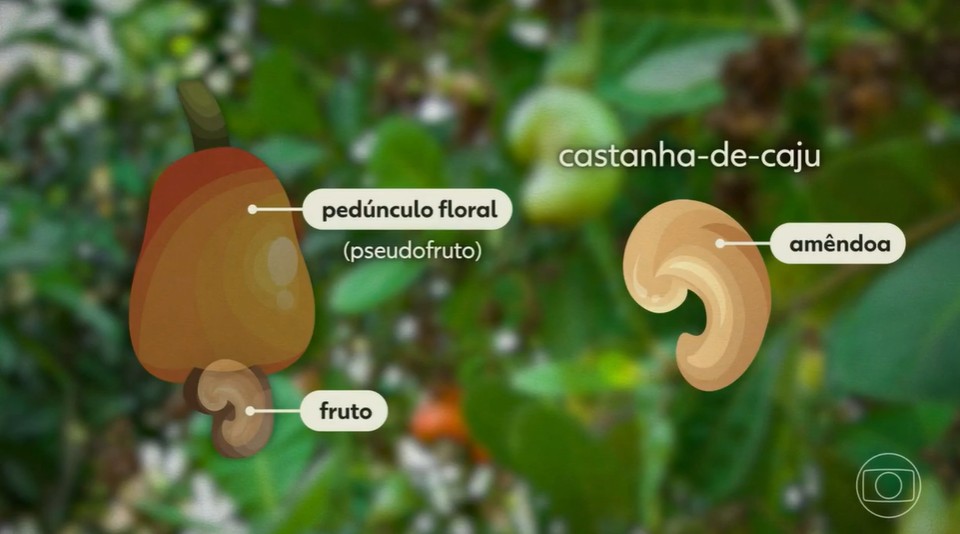 Caju não é fruta e a famosa castanha é, na verdade, uma amêndoa