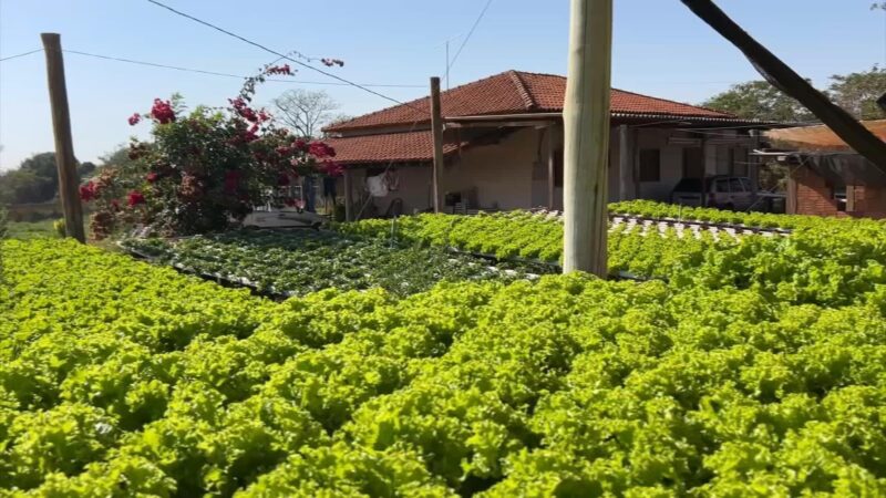 Saber definir preço dos produtos é um dos desafios de quem está no agro