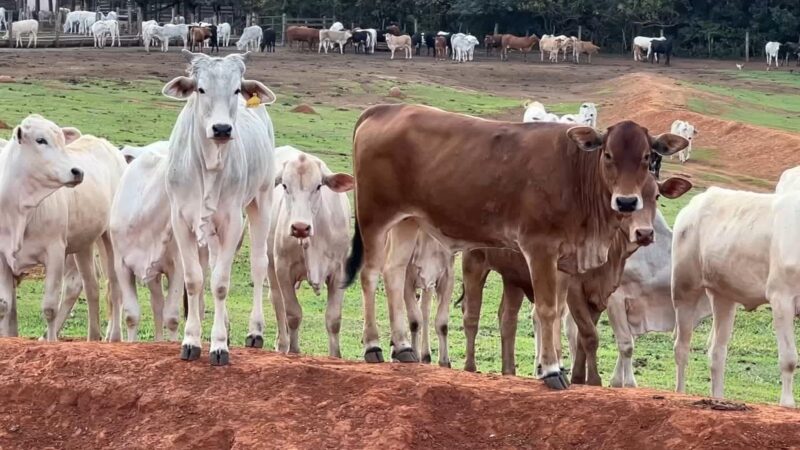 Seguro pecuário traz um pouco de tranquilidade para criadores