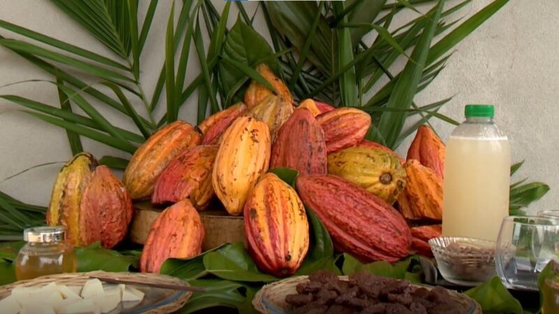 Cacau não é só chocolate: conheça o mel natural feito da fruta no ES