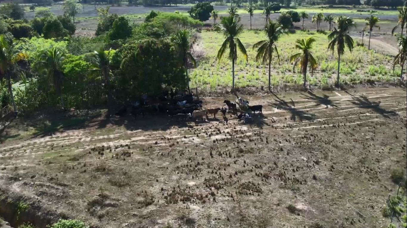 Seca e queimadas destroem pastagens e leite e derivados ficam mais caros para os consumidores