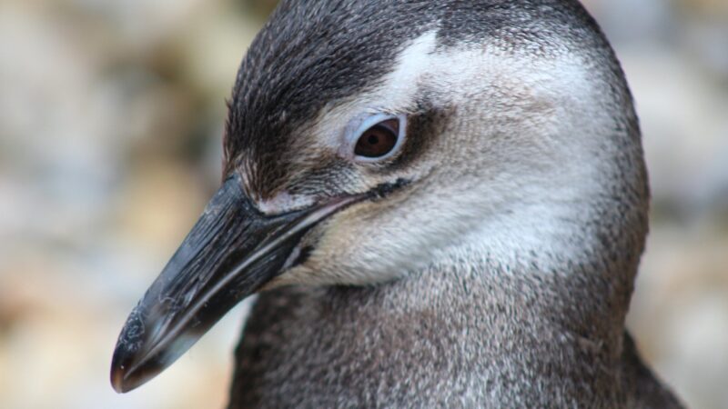 Pecuarista é condenado a 3 anos de prisão por matar mais de 100 pinguins na Argentina