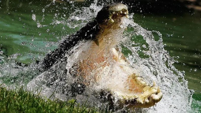 ‘Se nadar no rio, com certeza vão te matar’: Darwin, a cidade na Austrália onde moram 100 mil crocodilos