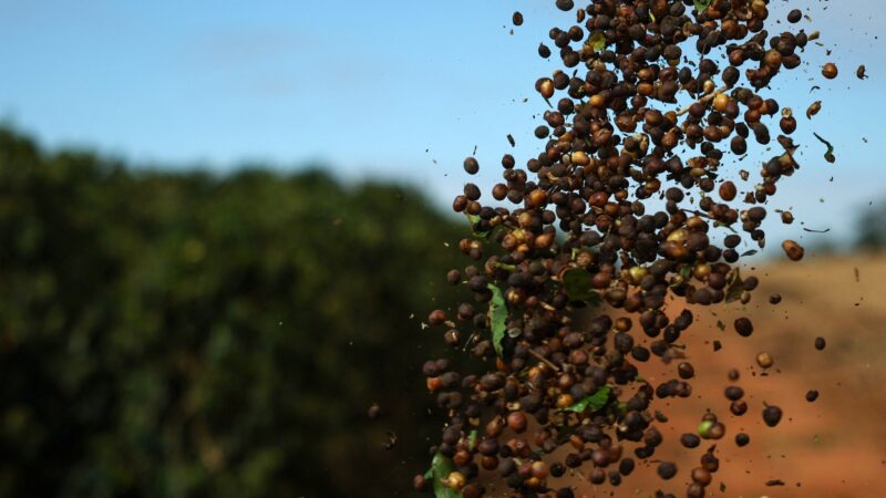 Exportação de café: decreto de Trump e aceno a Lula renovam otimismo do setor por isenção de tarifas