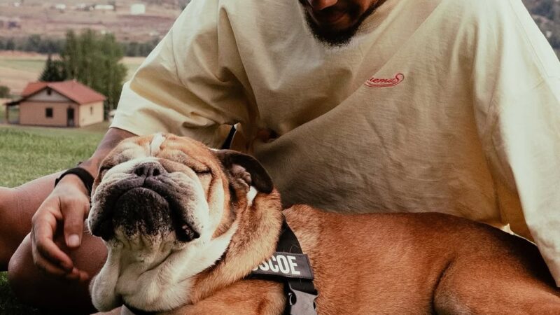 Lewis Hamilton anuncia morte do cão Roscoe: “Um anjo e verdadeiro amigo”