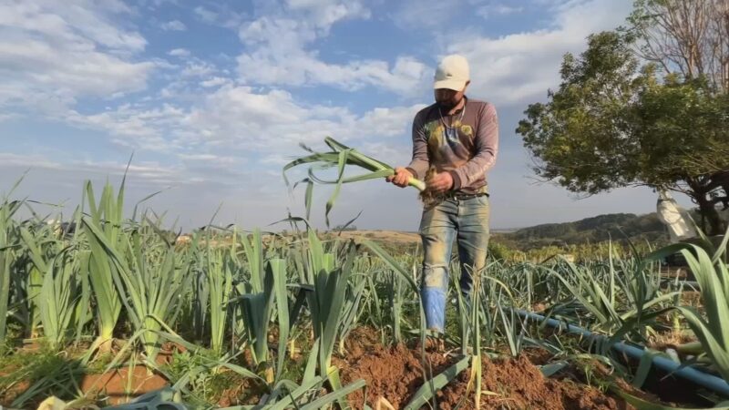 Colheita de alho-poró dura o ano todo no Sudoeste de SP