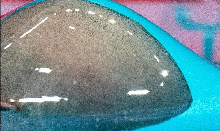 Como bolha de ar ajudou nadador chinês que não tem os braços a levar o ouro no Mundial Paralímpico?