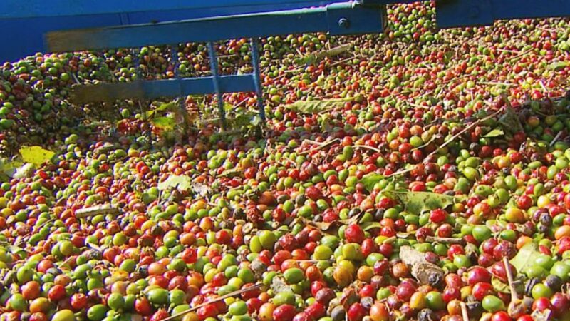 Café brasileiro: USP aponta baixa de até 11% nos preços em setembro; saiba o que pressiona cotações