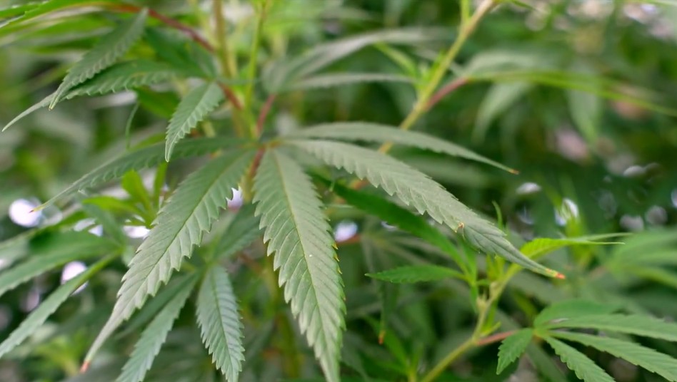 ‘Perdi o contato com a minha família’: preconceito com uso medicinal de maconha dificulta tratamentos e pesquisa no Brasil