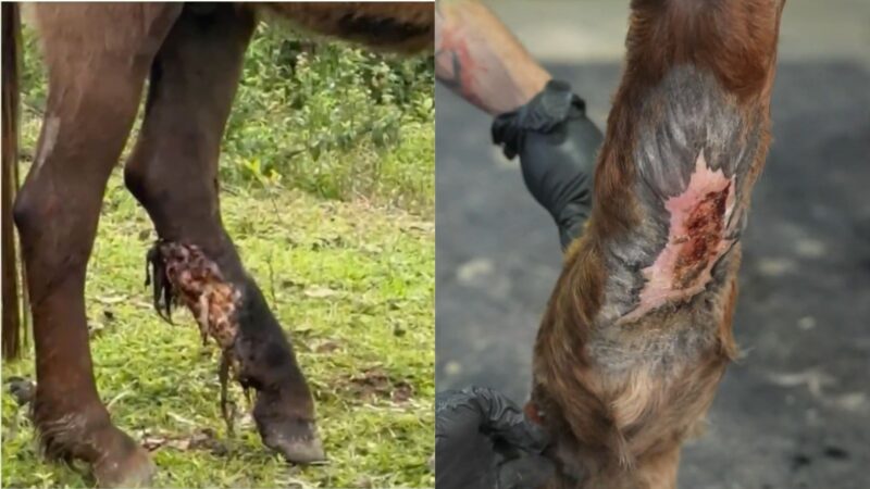 Cavalo encontrado com perna em carne viva tem remissão de câncer após uso de maconha; entenda