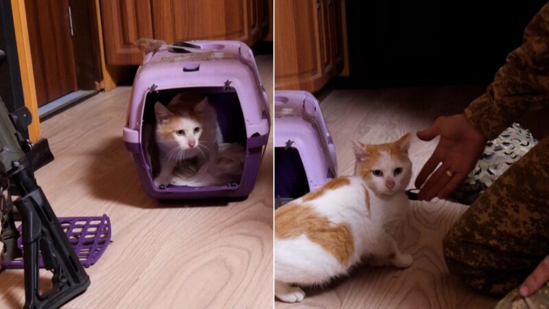 Gato é resgatado da linha de frente da guerra da Ucrânia após meses em trincheira com soldados; VÍDEO