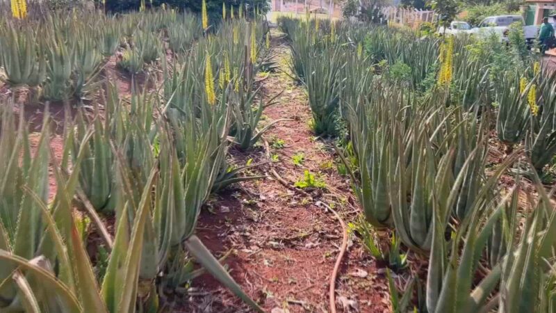 Babosa é matéria-prima para diferentes setores da indústria