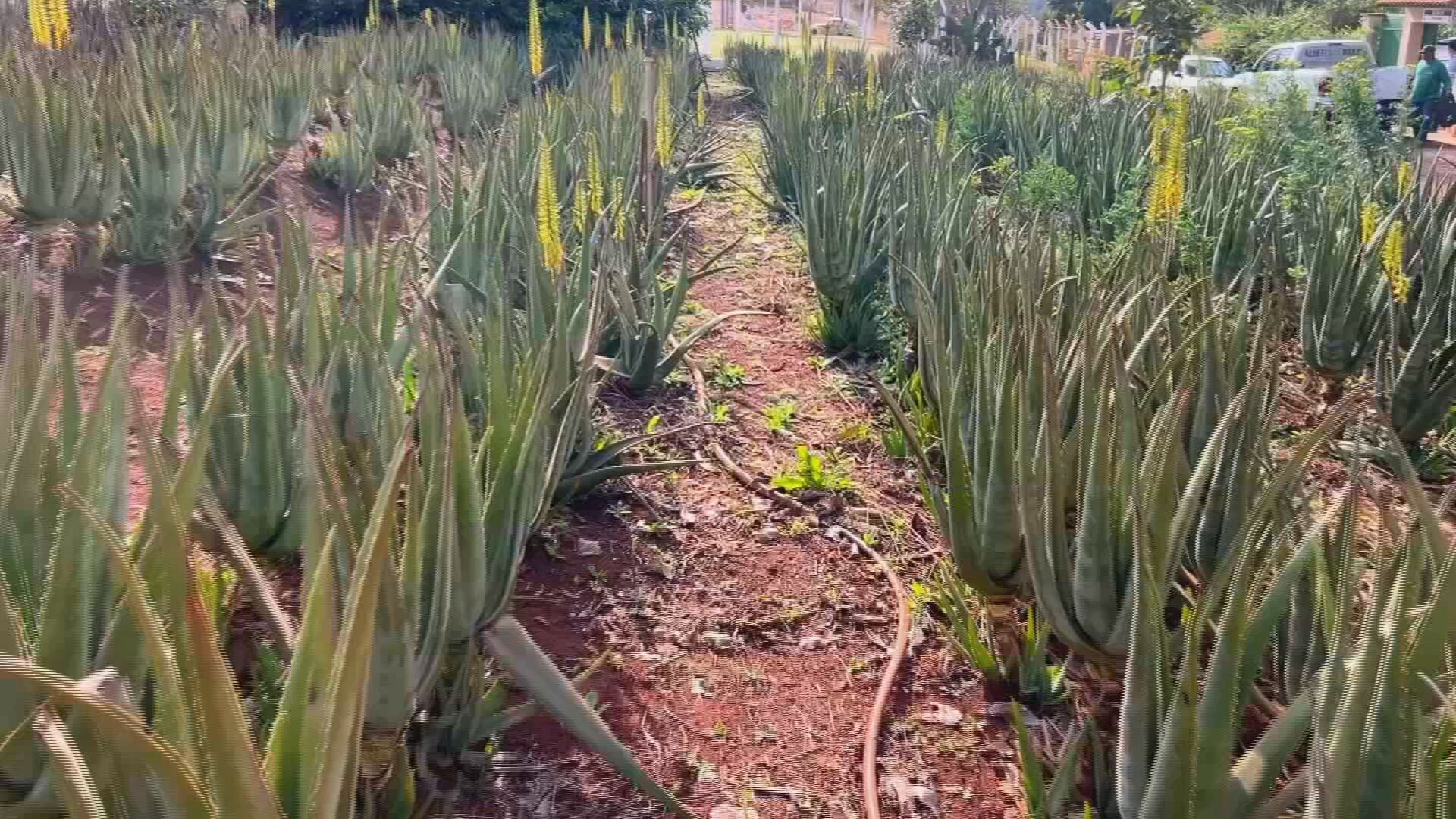 Babosa é matéria-prima para diferentes setores da indústria