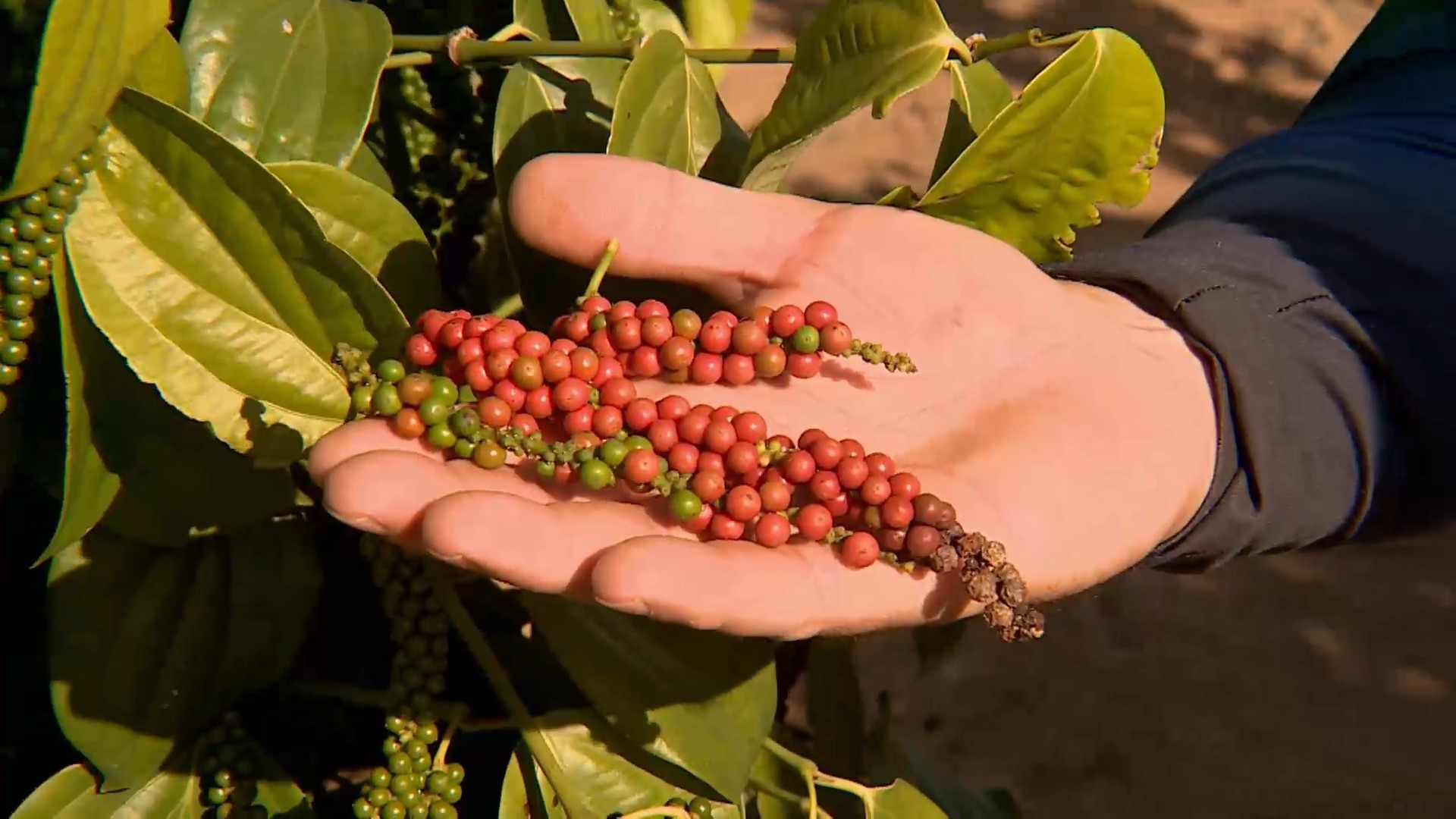 Agricultura familiar faz do Brasil potência na exportação de pimenta-do-reino e pimenta-rosa