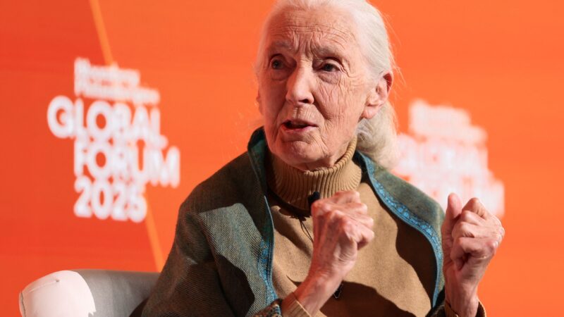 Jane Goodall, defensora do meio ambiente e ‘amiga dos chimpanzés’, morre aos 91 anos