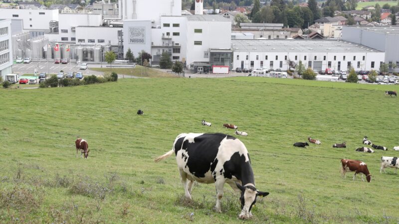 Nestlé abandona aliança global para reduzir emissões de gás metano na produção leiteira