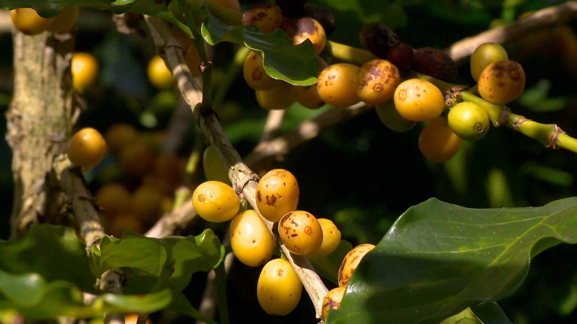 Como aumentar a produção de café? Veja 11 cultivares que ajudam até a dobrar a colheita de arábica
