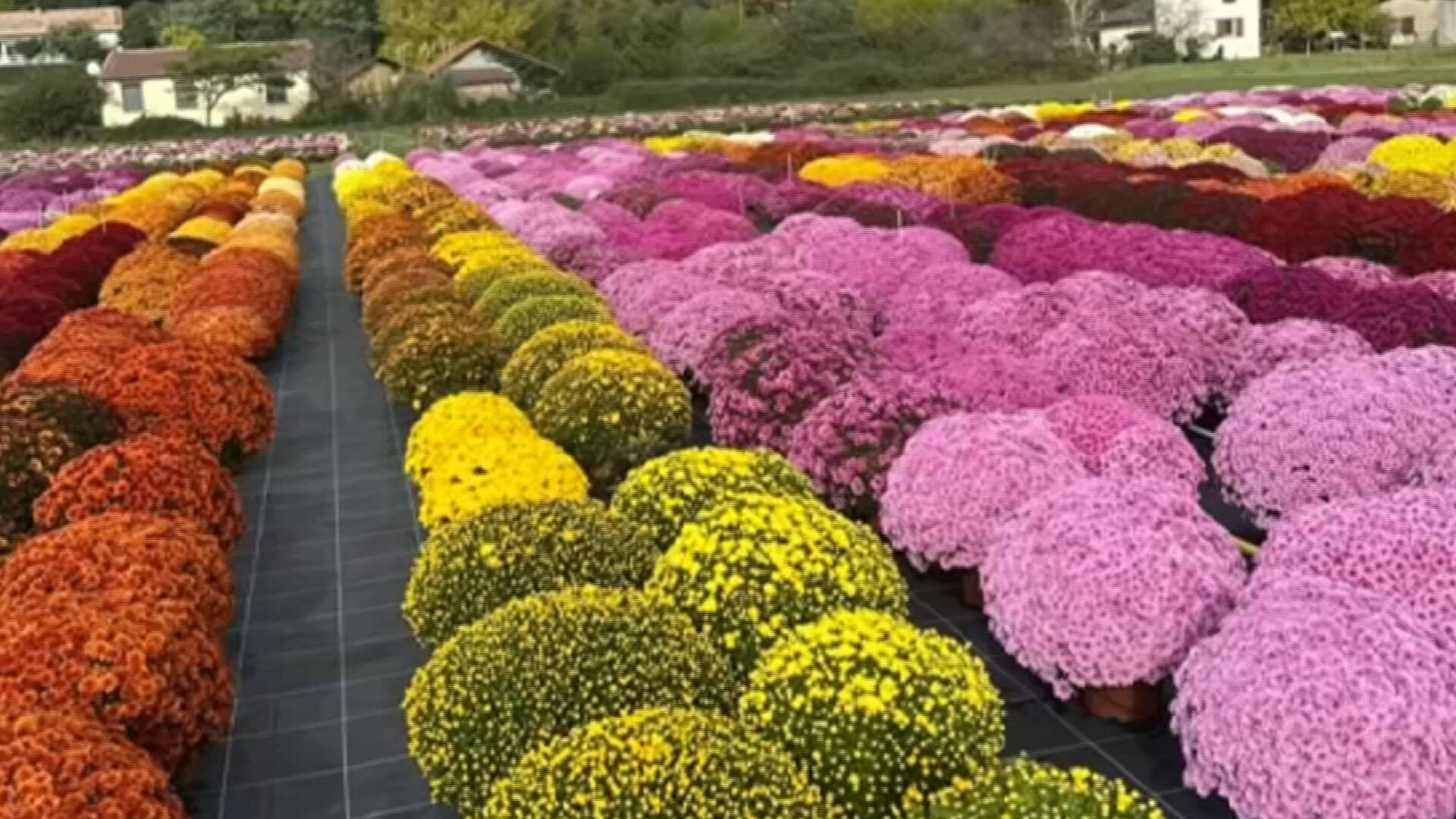 Propriedade de SP exporta milhões de mudas de flores