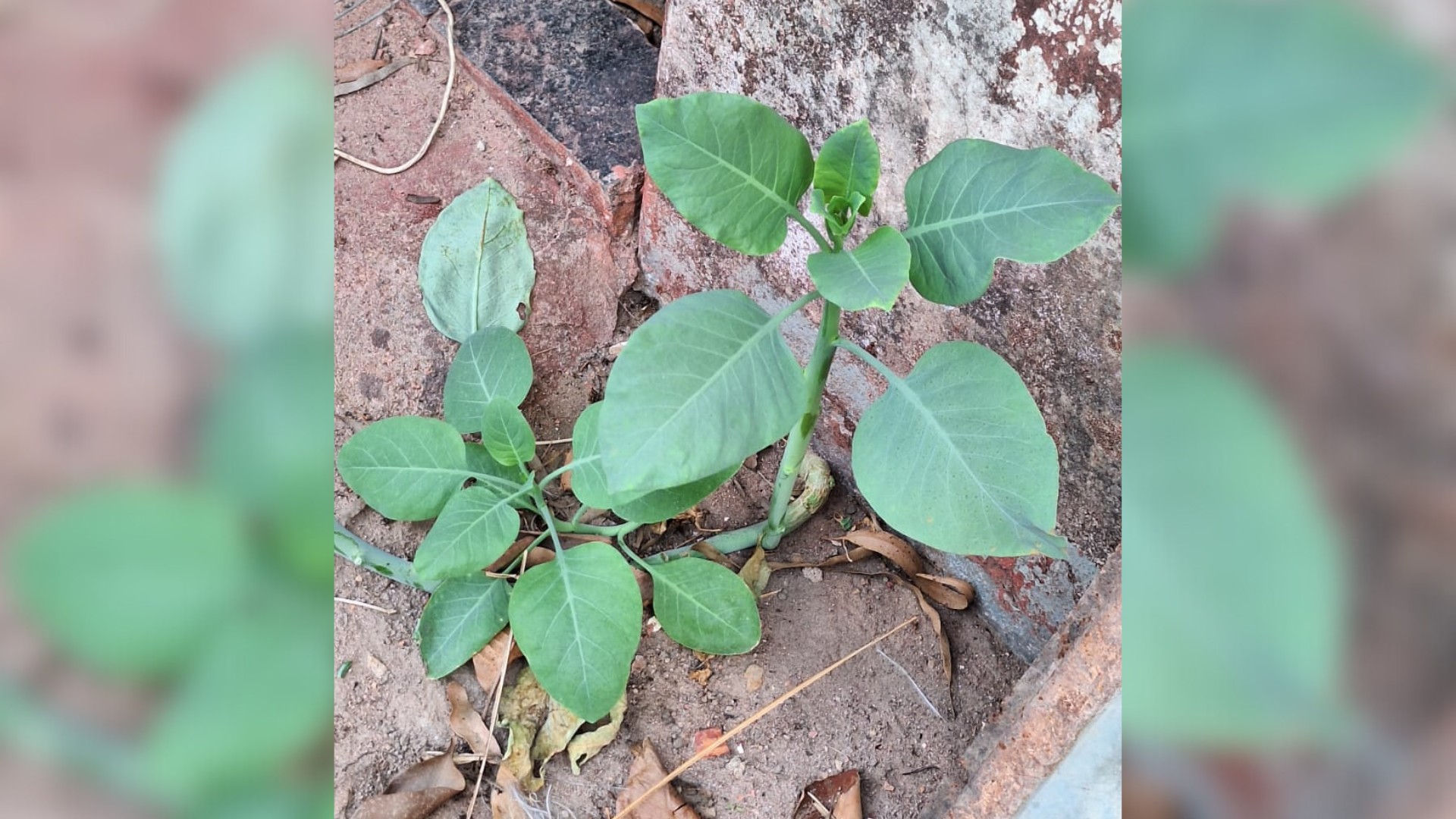 ‘Falsa couve’: mulher tem piora no estado de saúde por lesão grave no cérebro e idoso sai do coma após intoxicação em MG