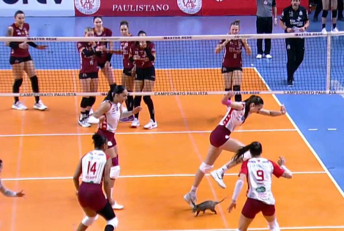 Gambá invade quadra na semifinal do Campeonato Paulista de vôlei; assista