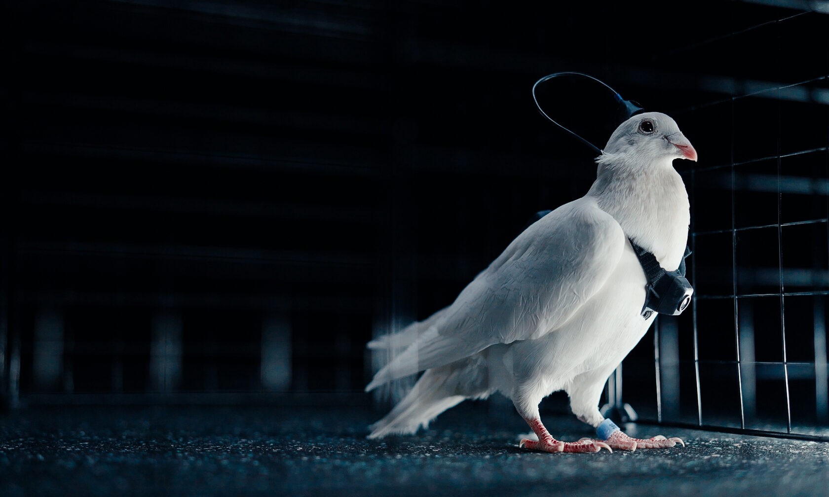 Empresa russa diz ter criado ‘biodrones’ com pombos controlados por chip cerebral; veja como funciona