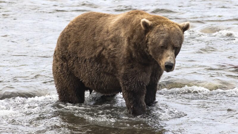 Urso ataca alunos e professores em escola no Canadá e deixa 11 feridos