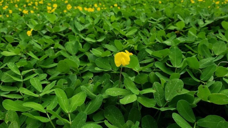 Menos arroto de boi: conheça sistema desenvolvido na Amazônia que reduz emissão de metano