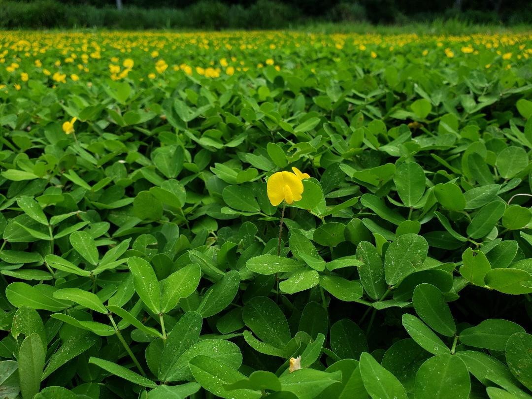Menos arroto de boi: conheça sistema desenvolvido na Amazônia que reduz emissão de metano
