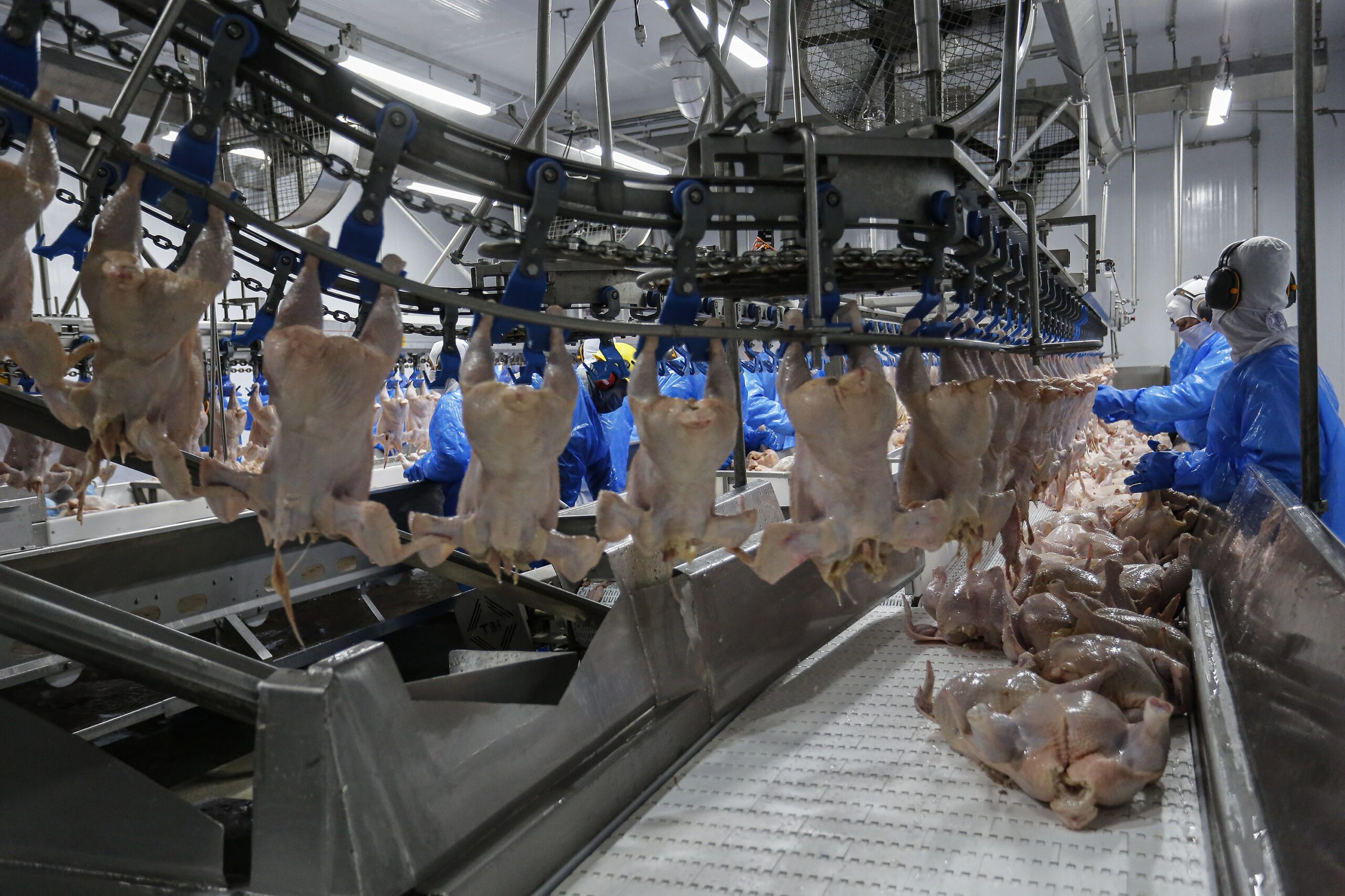Exportadores de frango projetam fechar o ano em alta após retomada de vendas para China