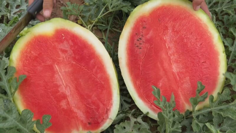 Produtores colhem safra de melancia em SP