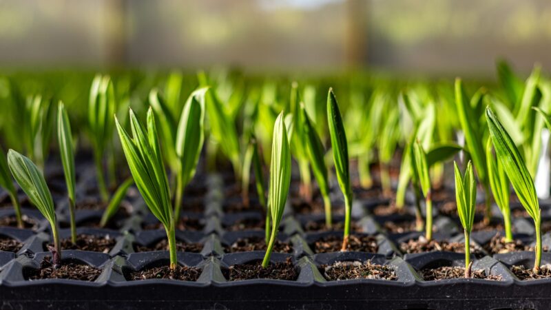 Macaúba: planta nativa brasileira representa inovação, futuro e sustentabilidade na COP30