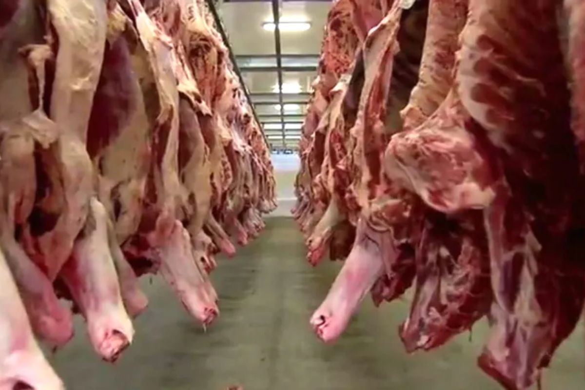 Tarifaço de Trump: fim da taxação de 40% nos EUA deve normalizar exportações de café e carne em MS