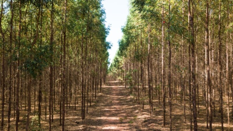 Exportações industriais de MS crescem e alcançam maior nível já registrado em 2025