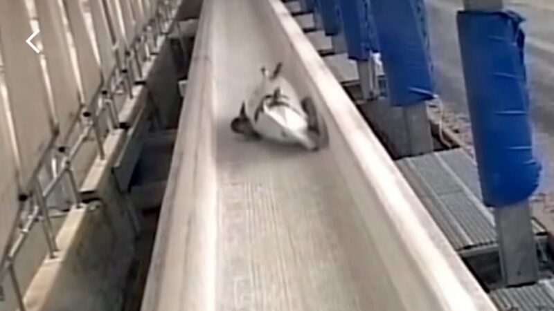 Trenó vira, e brasileiros sofrem acidente na Copa América de bobsled