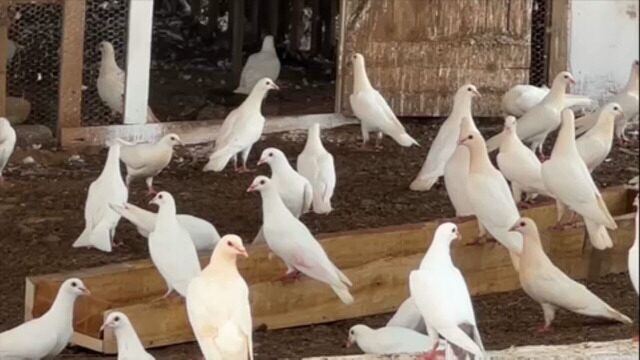 Criação de pombo-correio vira negócio lucrativo: preço das aves supera custo em mais de 100%