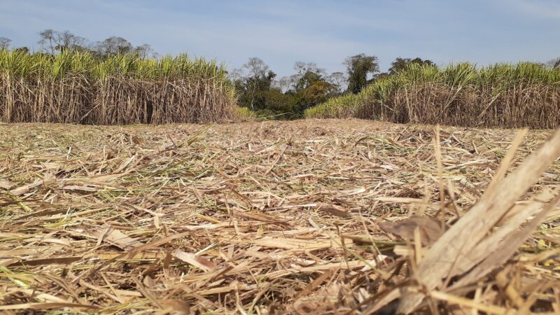 Estresse hídrico: entenda como clima afeta safra de cana em 2025 e ameaça produtividade no interior de São Paulo