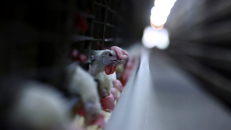 Brasil aumenta exportações de carne de frango em 2025 mesmo com gripe aviária, diz associação