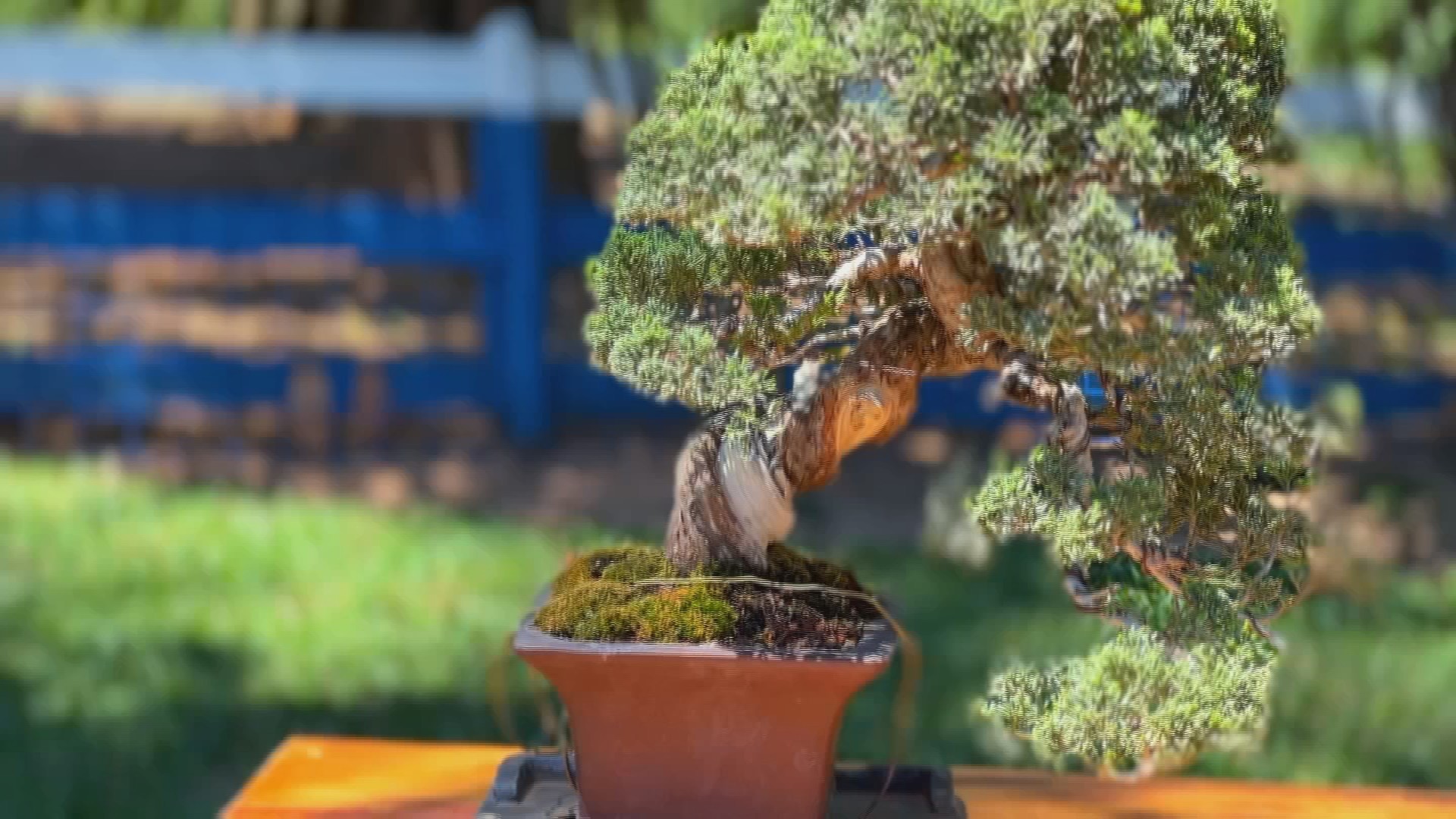Bonsai de café chama atenção no interior de SP
