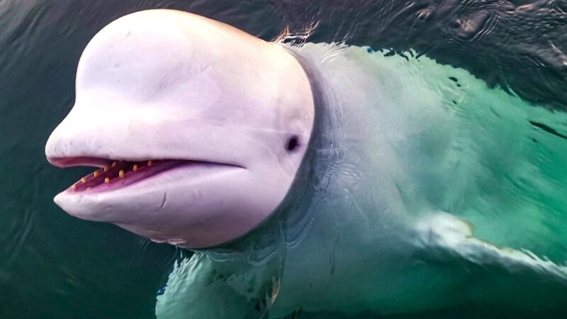 É #FATO: Baleia-beluga dá ‘banho’ em homem após ele desrepeitar aviso e continuar fumando em área proibida