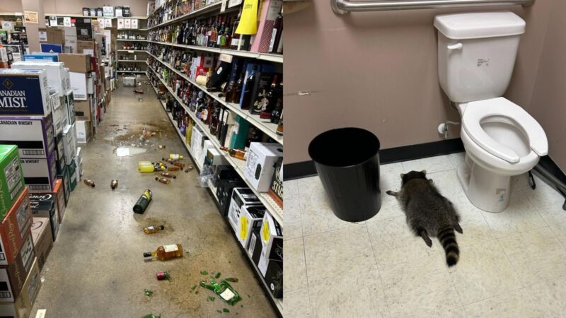 ‘Foi mal, tava doidão’: guaxinim invade loja de bebidas nos EUA, bebe uísque e é encontrado desmaiado no chão do banheiro; veja FOTO