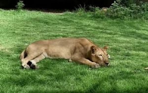 O que acontecerá com Leona, a leoa que atacou e matou jovem na Paraíba