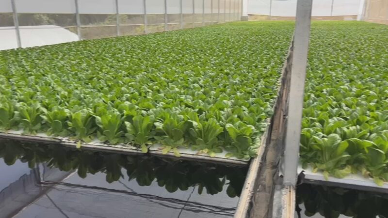 Sistema floating aumenta produtividade de hortaliças em estufas