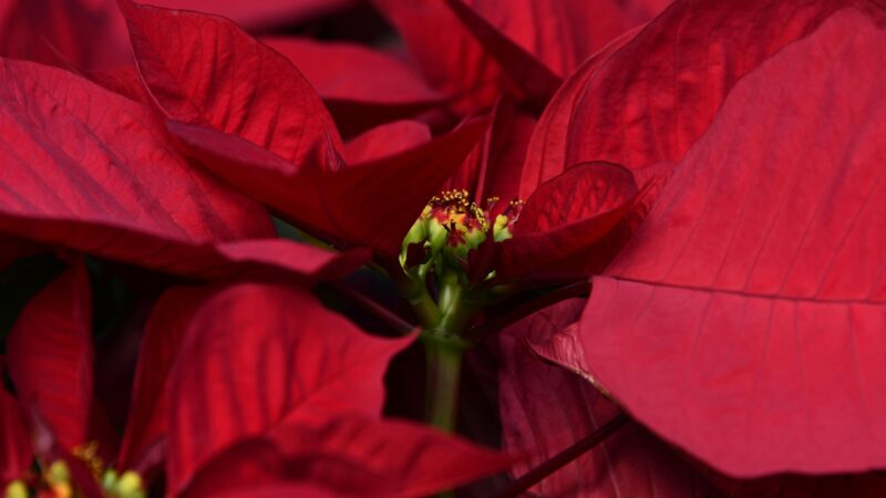 Flor do Natal não é realmente flor e é venenosa
