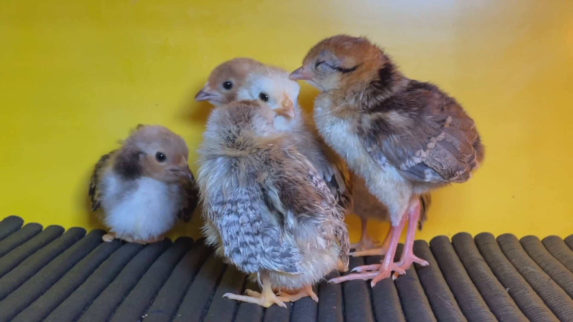 Mini galinhas podem medir até 15 centímetros de altura