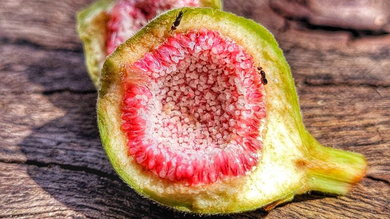 Figo não é fruta e nem planta carnívora: entenda como ele consegue digerir vespas