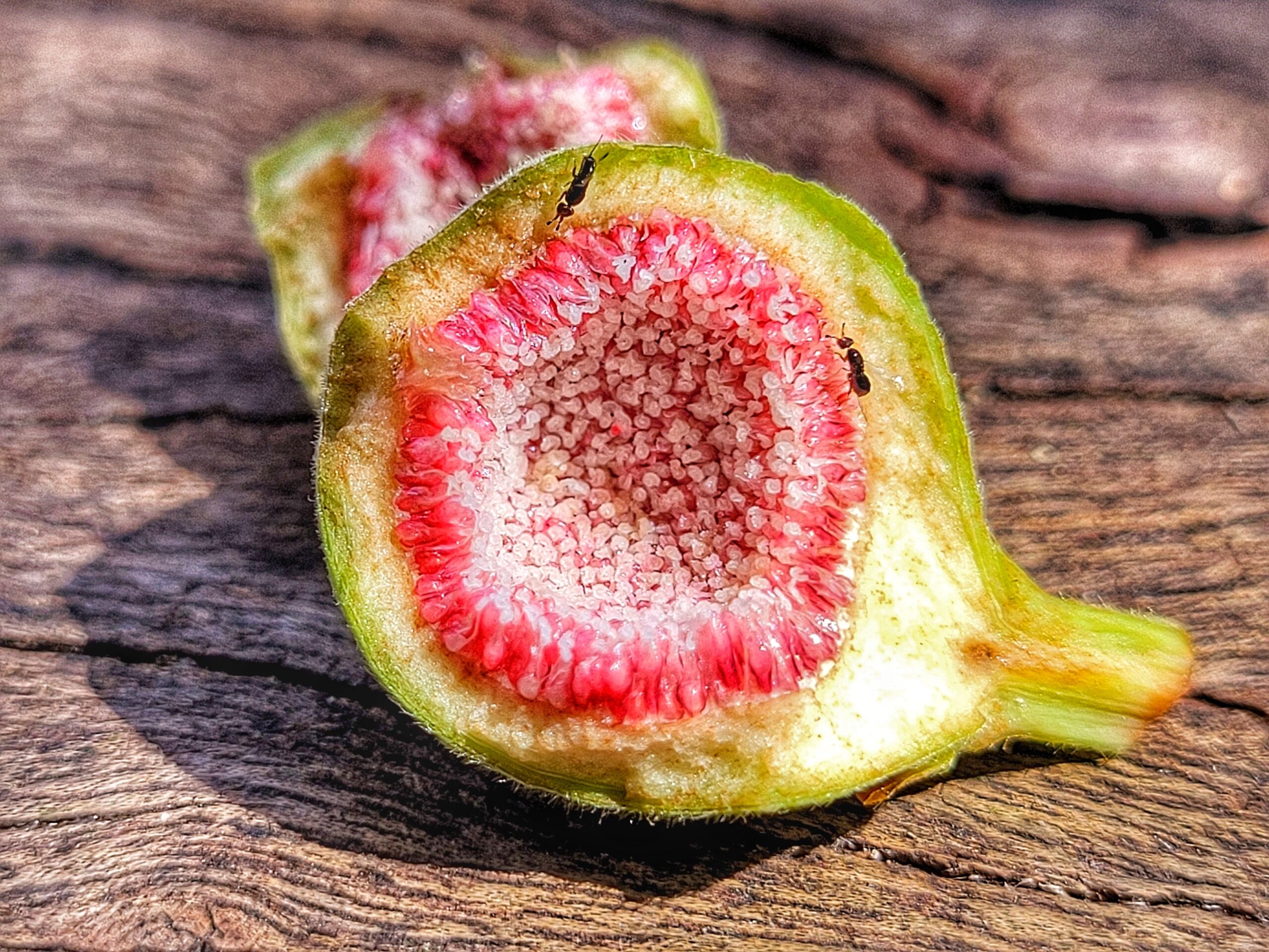 Figo não é fruta e nem planta carnívora: entenda como ele consegue digerir vespas