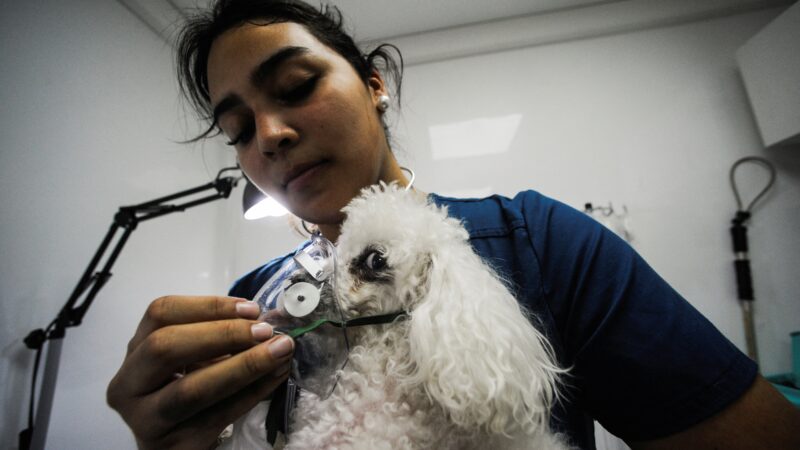 FOTOS mostram devastação causada por incêndios florestais no Chile