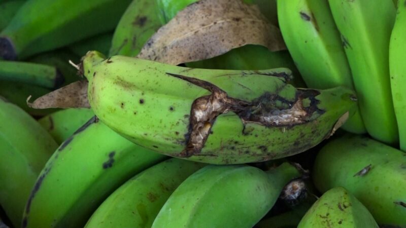 Banana que iria para o lixo vira amido que pode abastecer indústria
